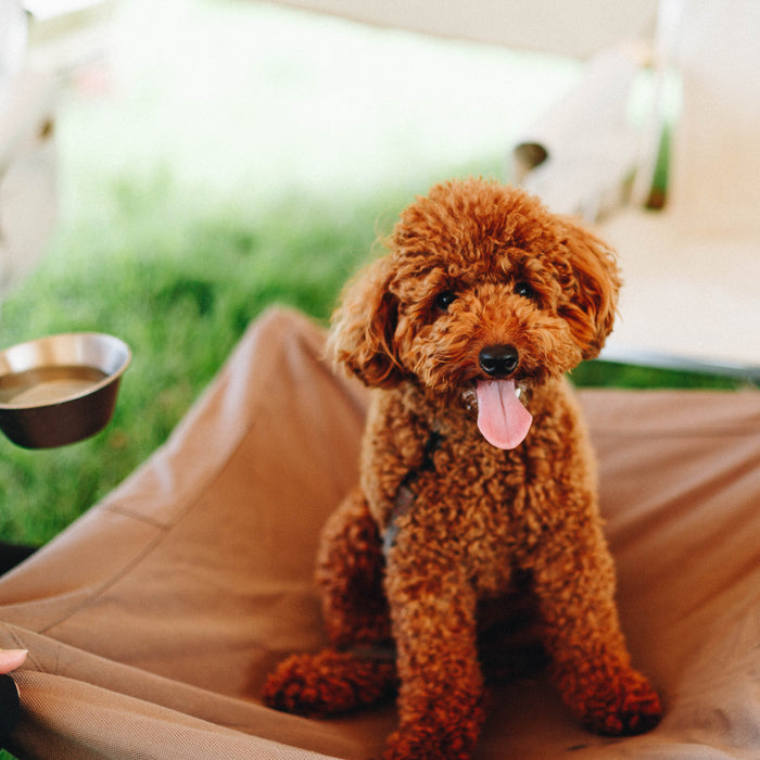 Camping With Furry Friends